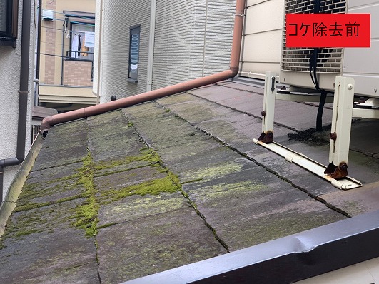 コケ除去前