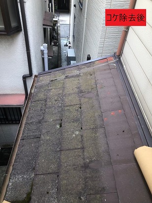 コケ除去後