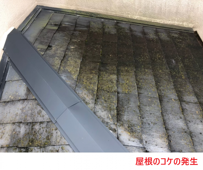 屋根のコケの発生2